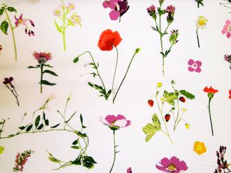 0,1 m Druckstoff  "Traumwiese" ca. 114 cm br. 