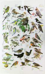 Baumwoll-Geschirrtuch "Gartenvögel" ca. 48x76 cm 