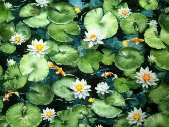 0,1 m Druckstoff  "Koi Pond - Seerosen" ca. 110 cm br. 