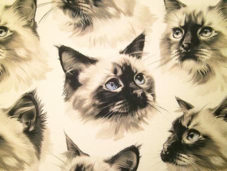 0,1 m Popeline Digitaldruckstoff "Katzen" 150 cm br. 100% Baumwolle 
